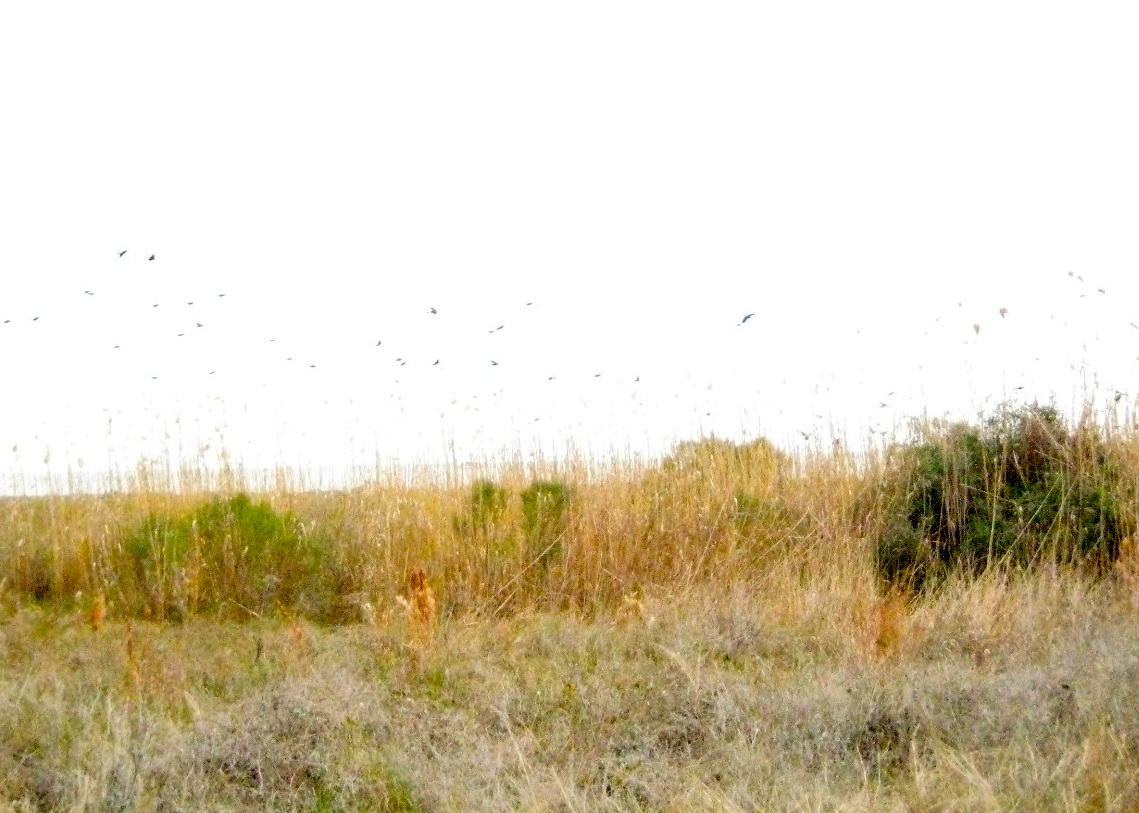 Birds!